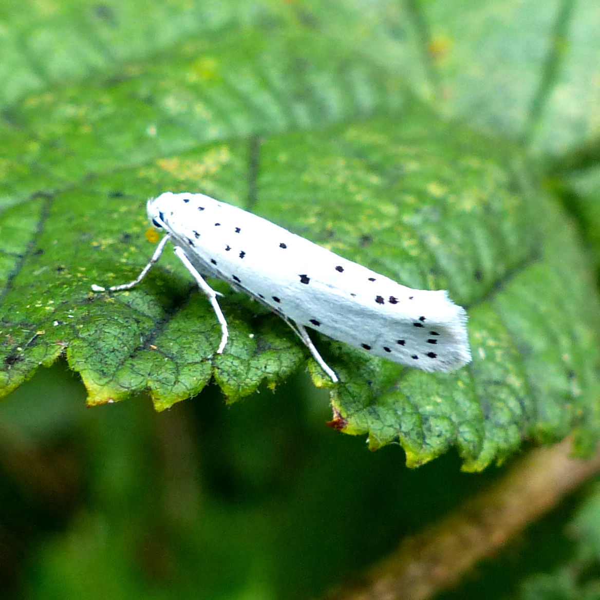 Spindle Ermine micro-moth (Yponomeuta cagnagella) resting with closed white wings decorated with black dots on the edge of a leaf