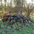 Wood Piles for Wildlife