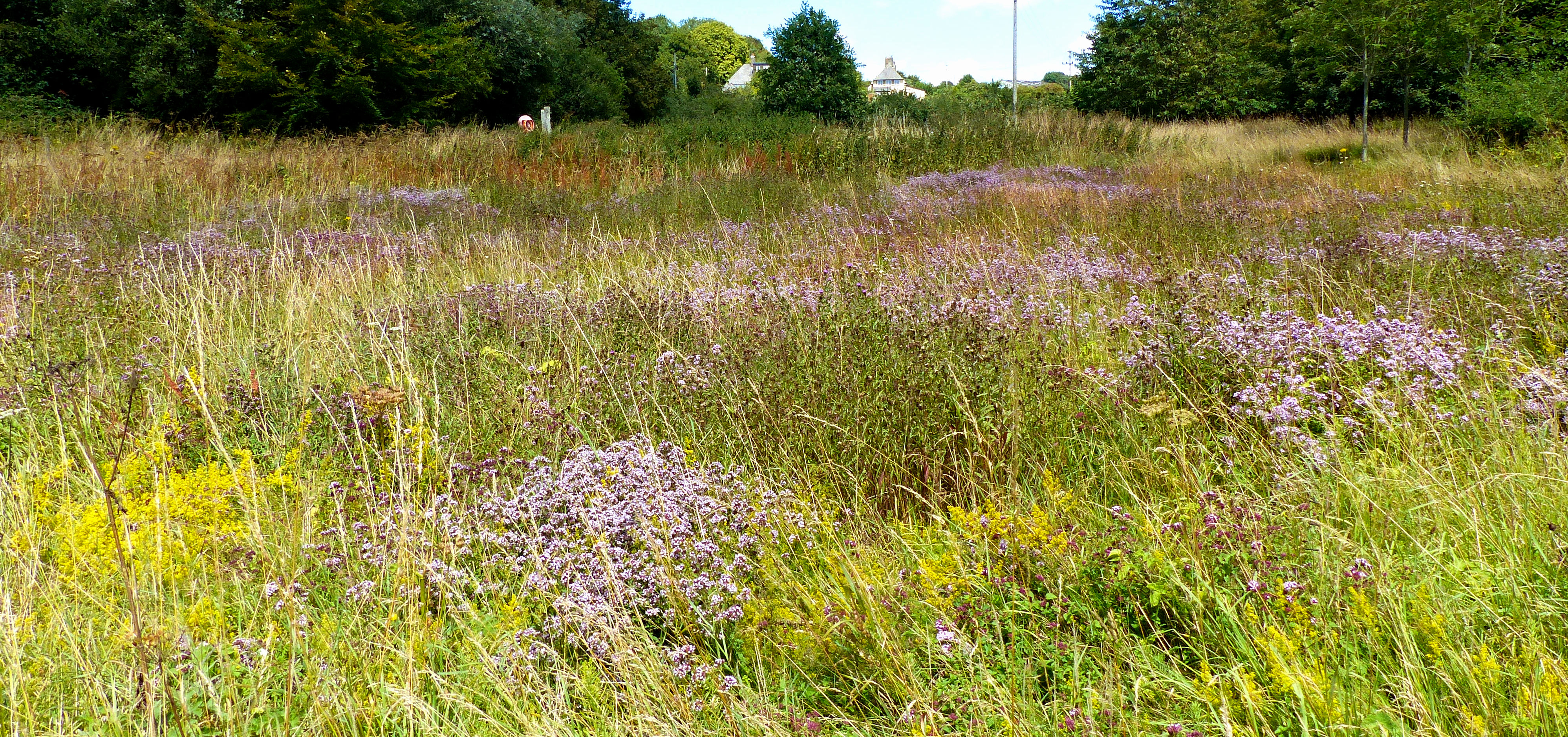 British native wildflowers in Zone 3 of Charlton Down Nature Area in Dorset
