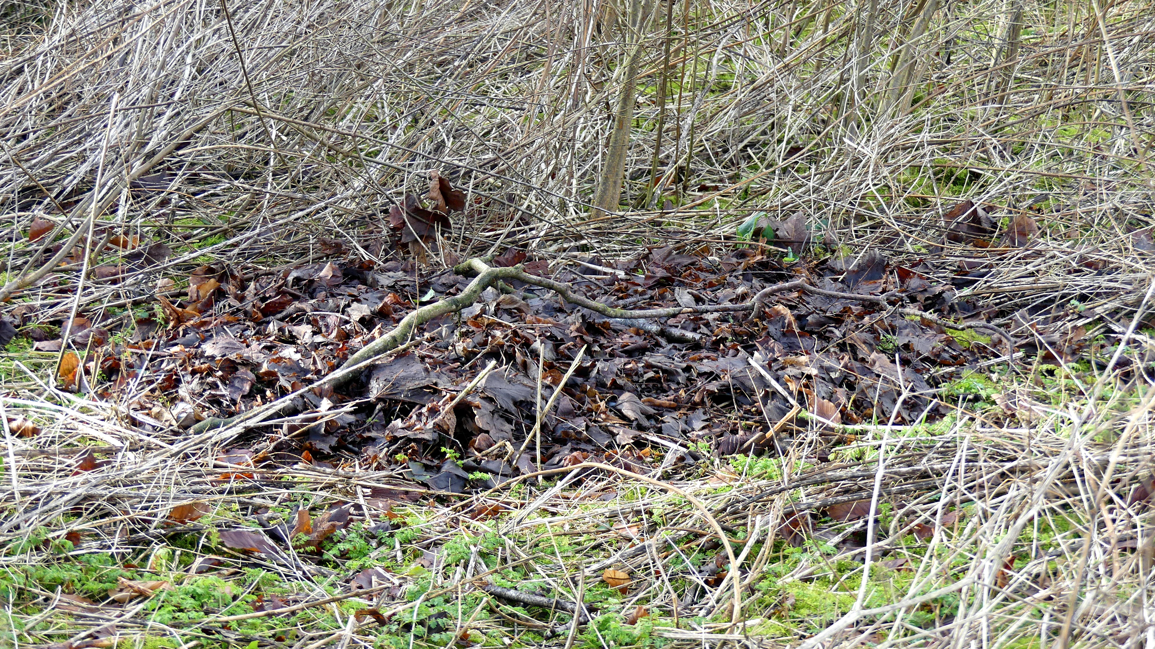 Reptile refuge freshly re-covered with camouflaging leaves and twigs after being exposed by winter storms at Charlton Down Nature Area in Dorset