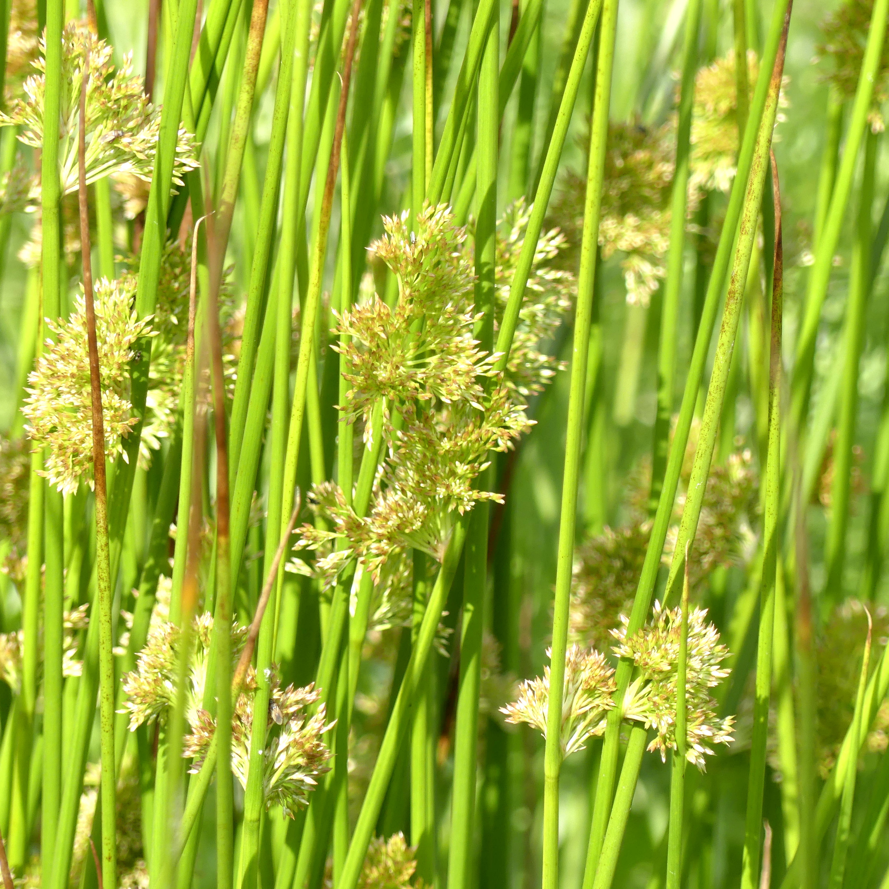Close-up of Soft Rush in flower in the bog habitat at Charlton Down Nature Area in Dorset, June 2025