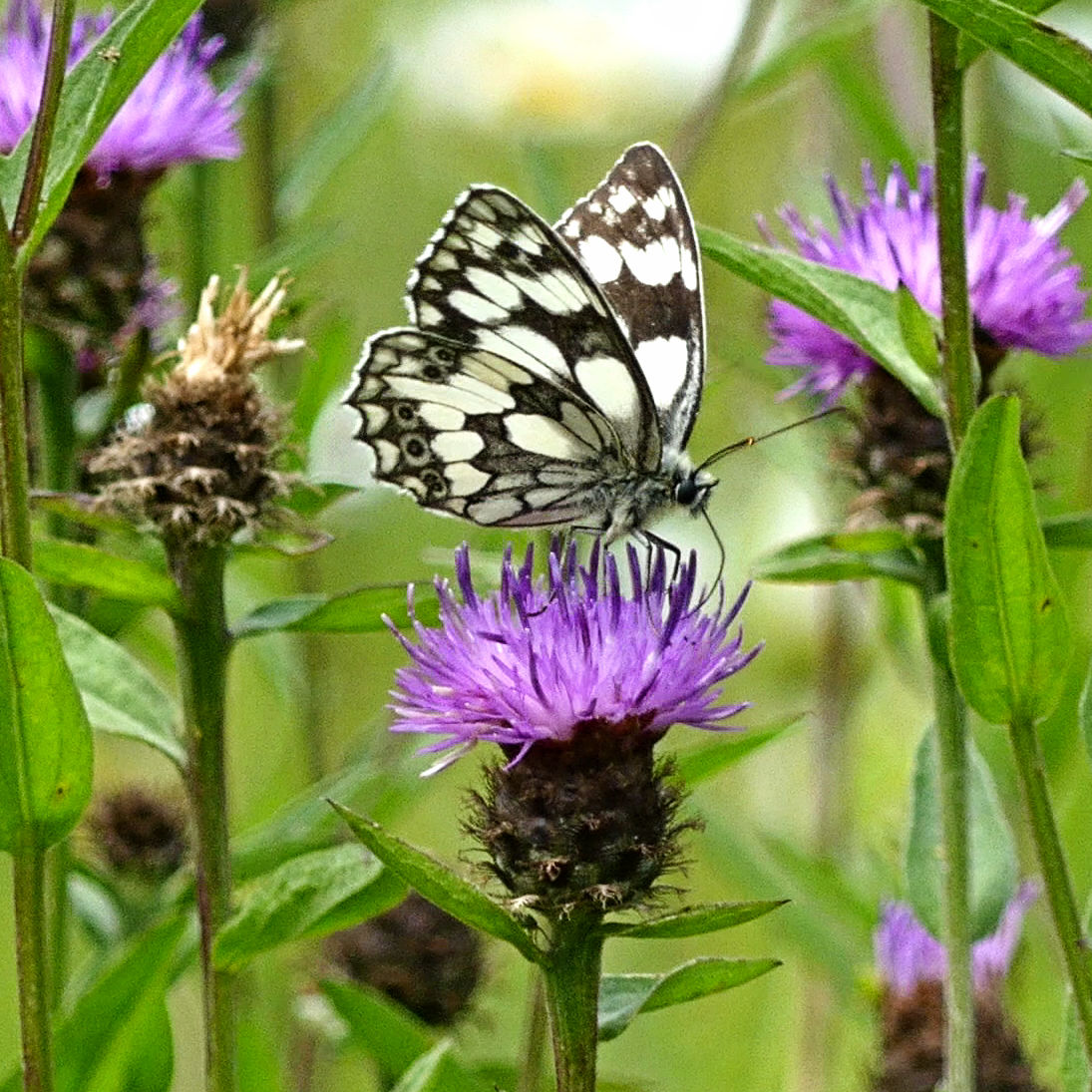 A Marbled White Butterfly feeding on a Knapweed flower at Charlton Down Nature Area in Dorset, June 2025