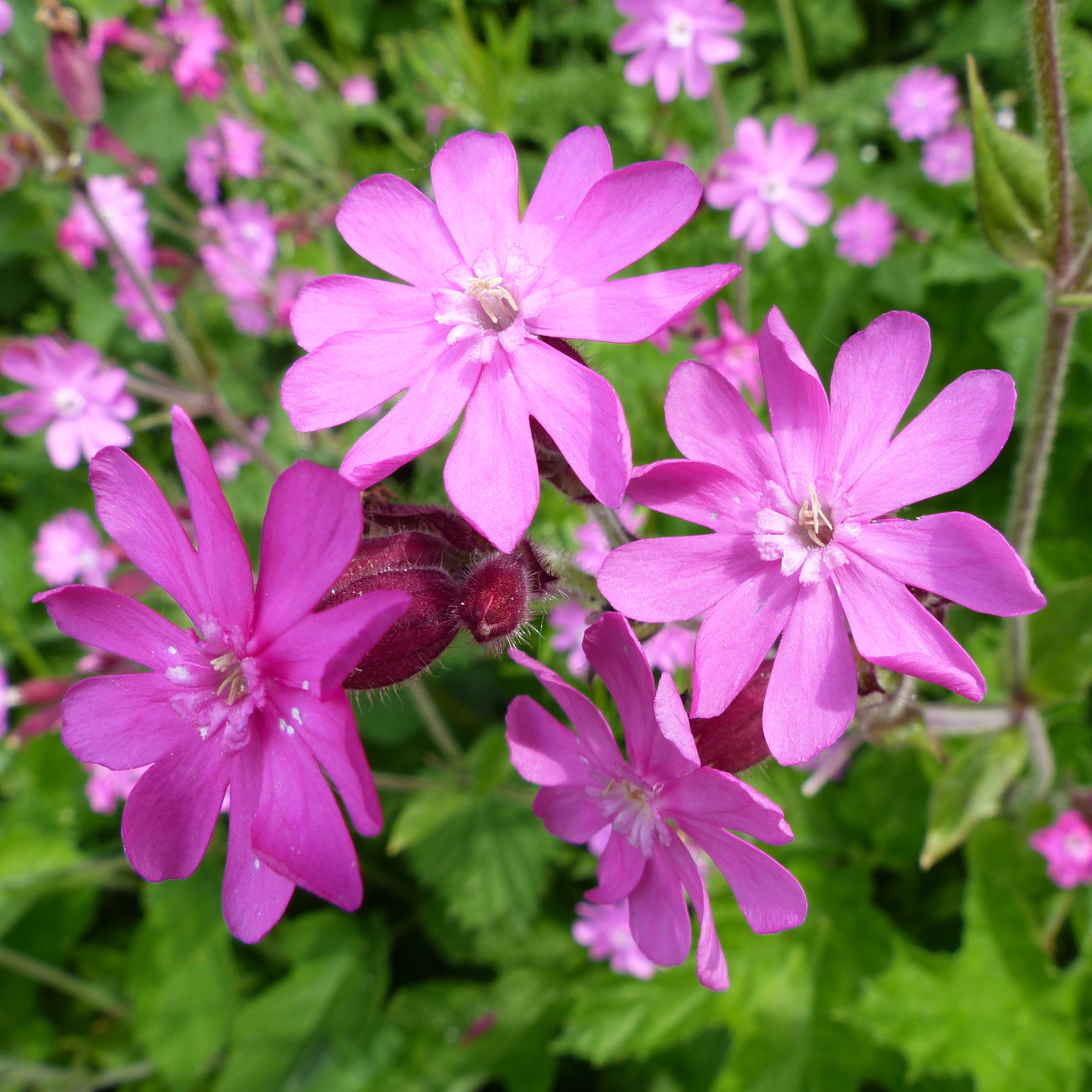 Red Campion flowers at Charlton Down Nature Area in Dorset, June 2025