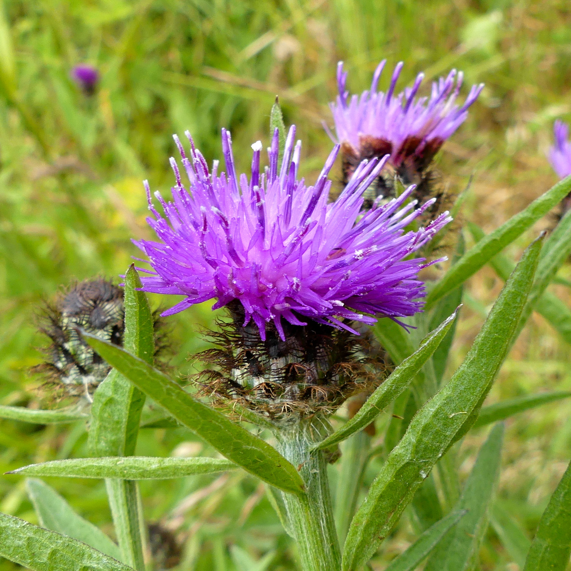 Purple-pink flower of Knapweed at Charlton Down Nature Area in Dorset, June 2025