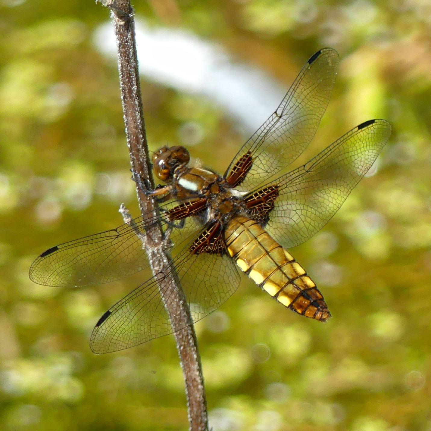 A female Broad-bodied Chaser dragonfly at rest on a stem at Charlton Down Nature Area in Dorset, June 2025