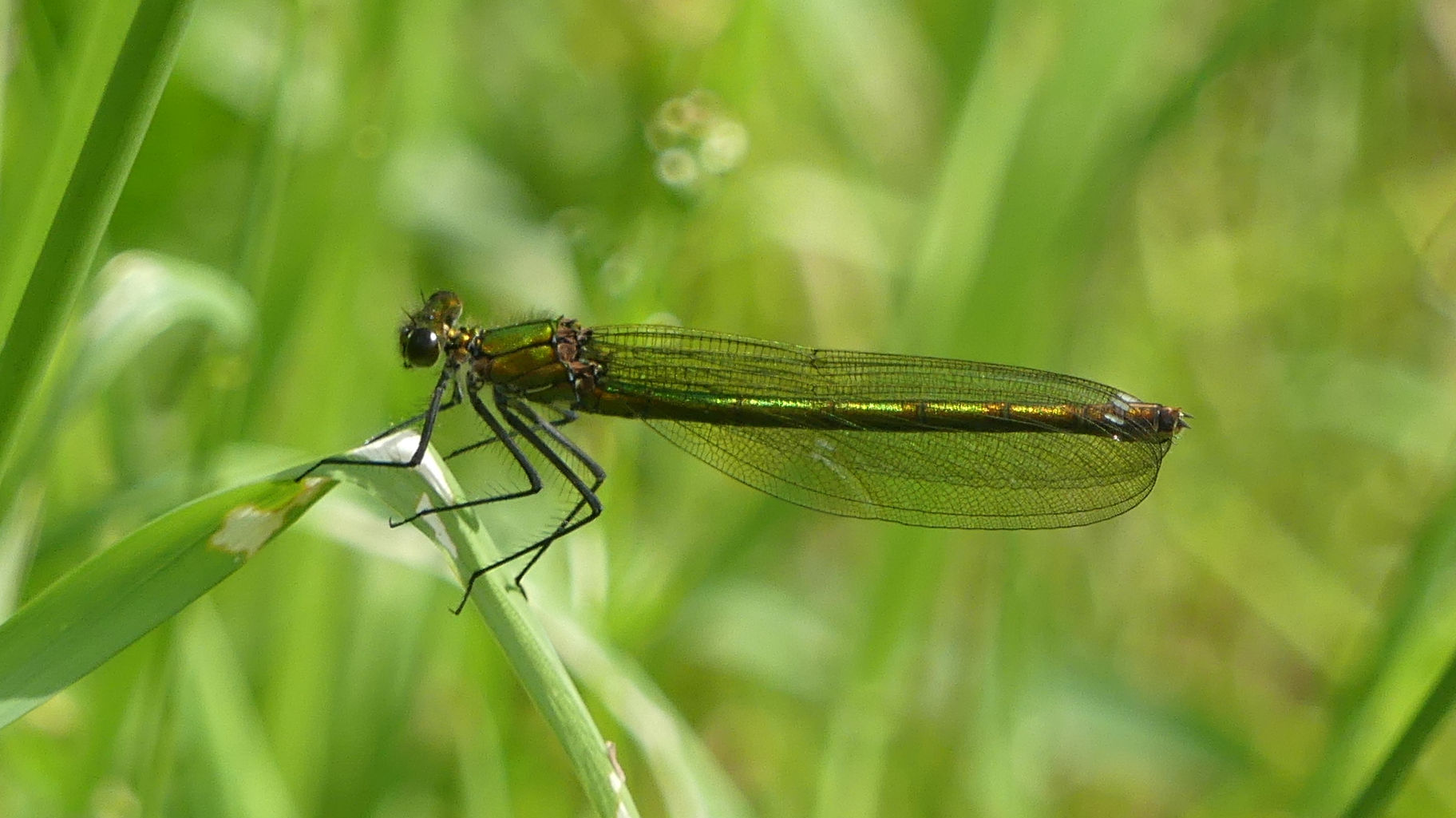A Downy Emerald Dragonfly at Charlton Down Nature Area in Dorset, June 2025