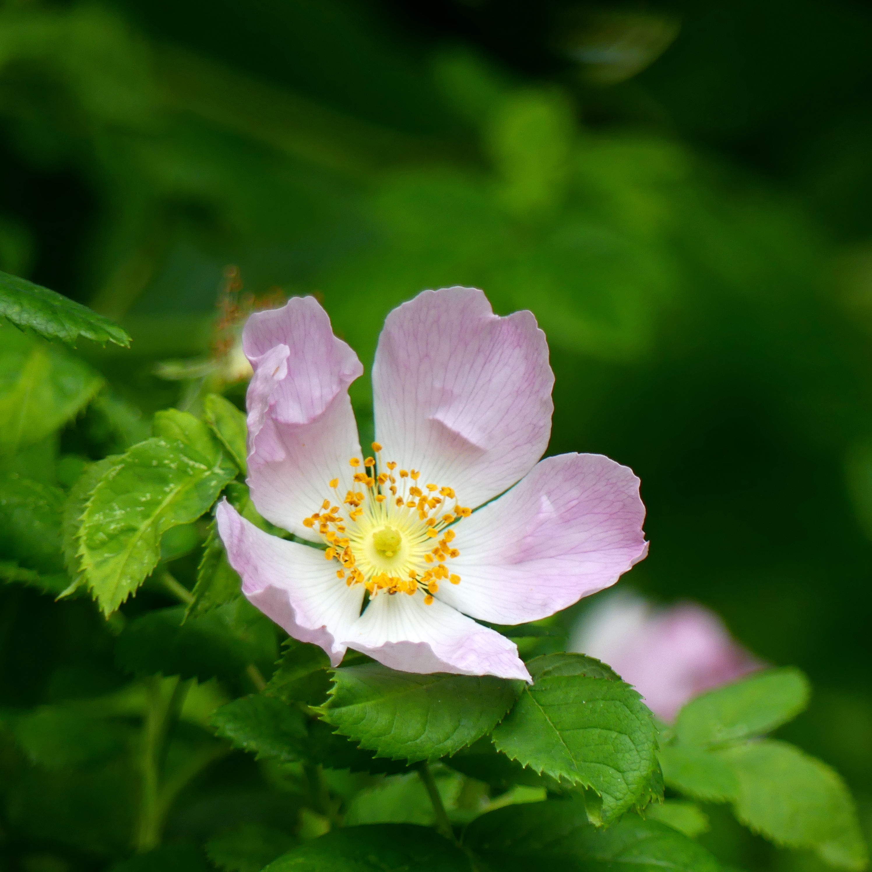 Pink Dog-Rose flower at Charlton Down Nature Area in Dorset, June 2025