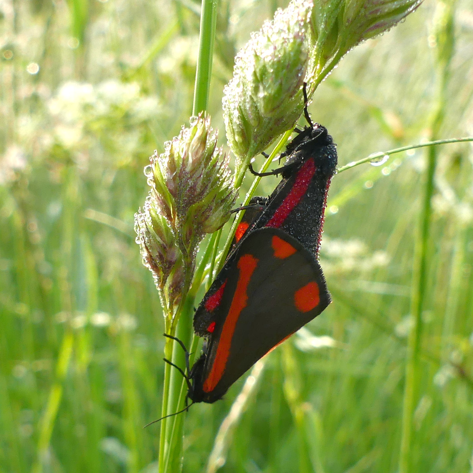 A pair of dew-covered black and red Cinnabar Moths mating on a stem of Cocksfoot grass at Charlton Down Nature Area in Dorset, June 2025