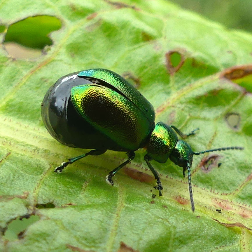 A female Green Dock Beetle with swollen abdomen full of eggs at Charlton Down Nature Area in Dorset, June 2025