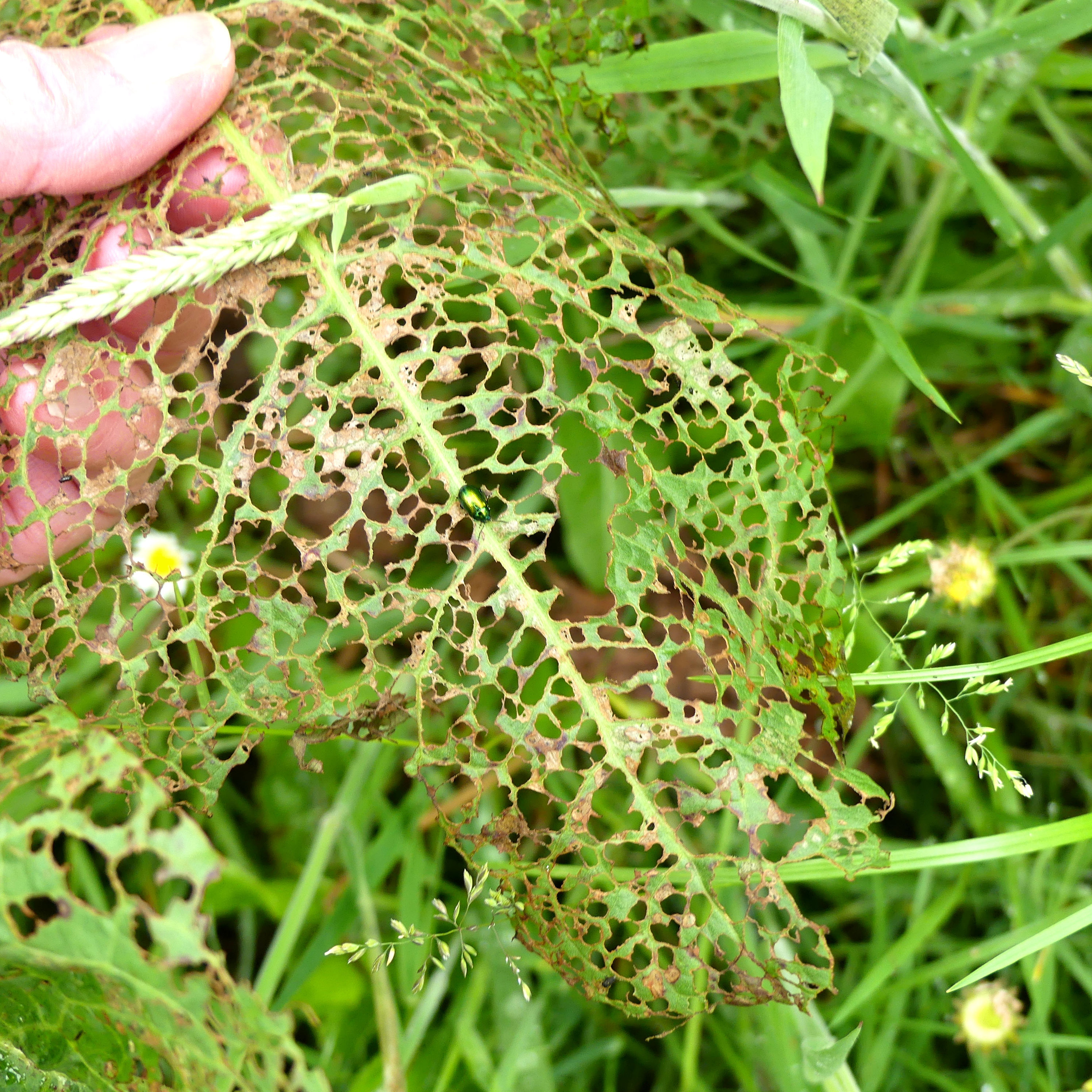 Skeletonised dock leaf eaten by the larvae of the Green Dock Beetle at Charlton Down Nature Area in Dorset, June 2025