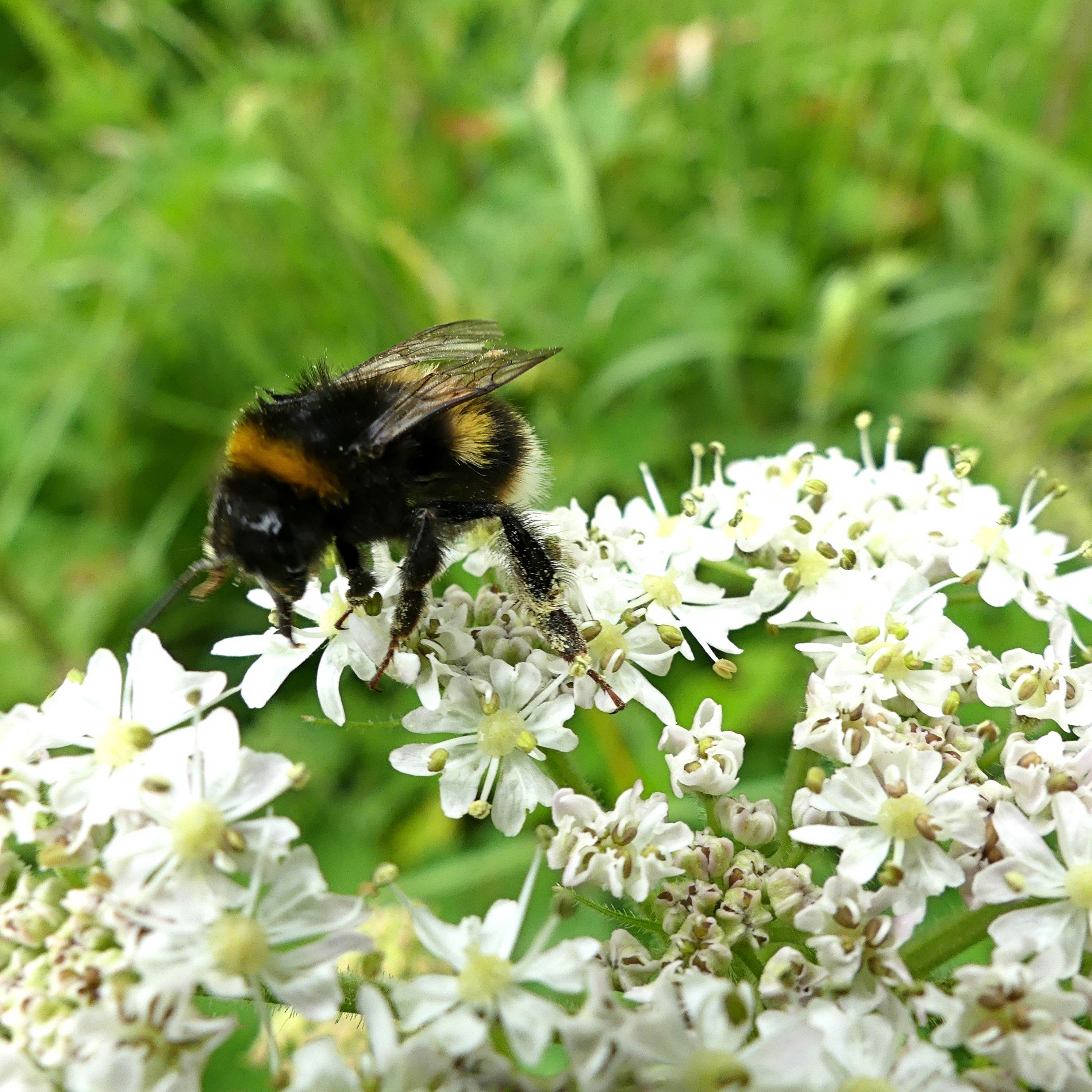 Buff-tailed Bumblebee on white hogweed flowers at Charlton Down Nature Area in Dorset, June 2025