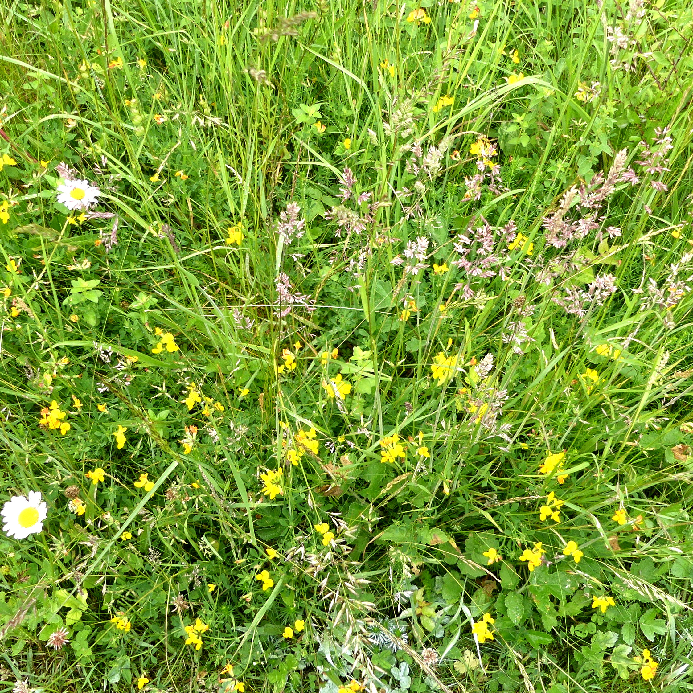 Yellow flowers of Bird's Foot Trefoil at Charlton Down Nature Area in Dorset, June 2025