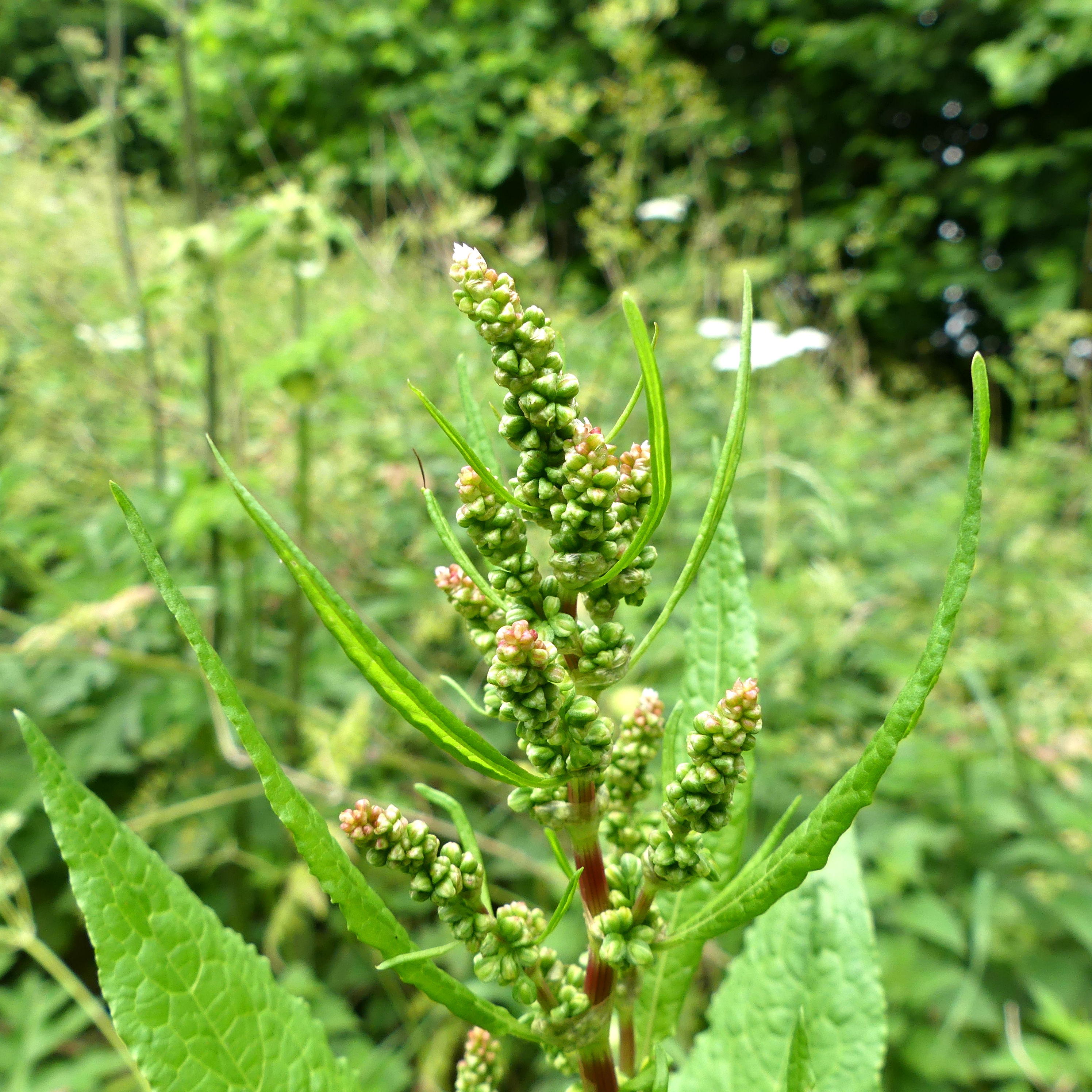 A variety of Dock in flower at Charlton Down Nature Area in Dorset, June 2025