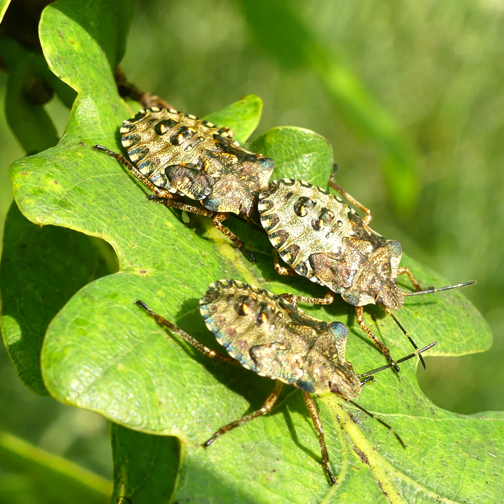 Three Red-legged Shield Bugs on an oak leaf at Charlton Down Nature Area in Dorset, June 2025