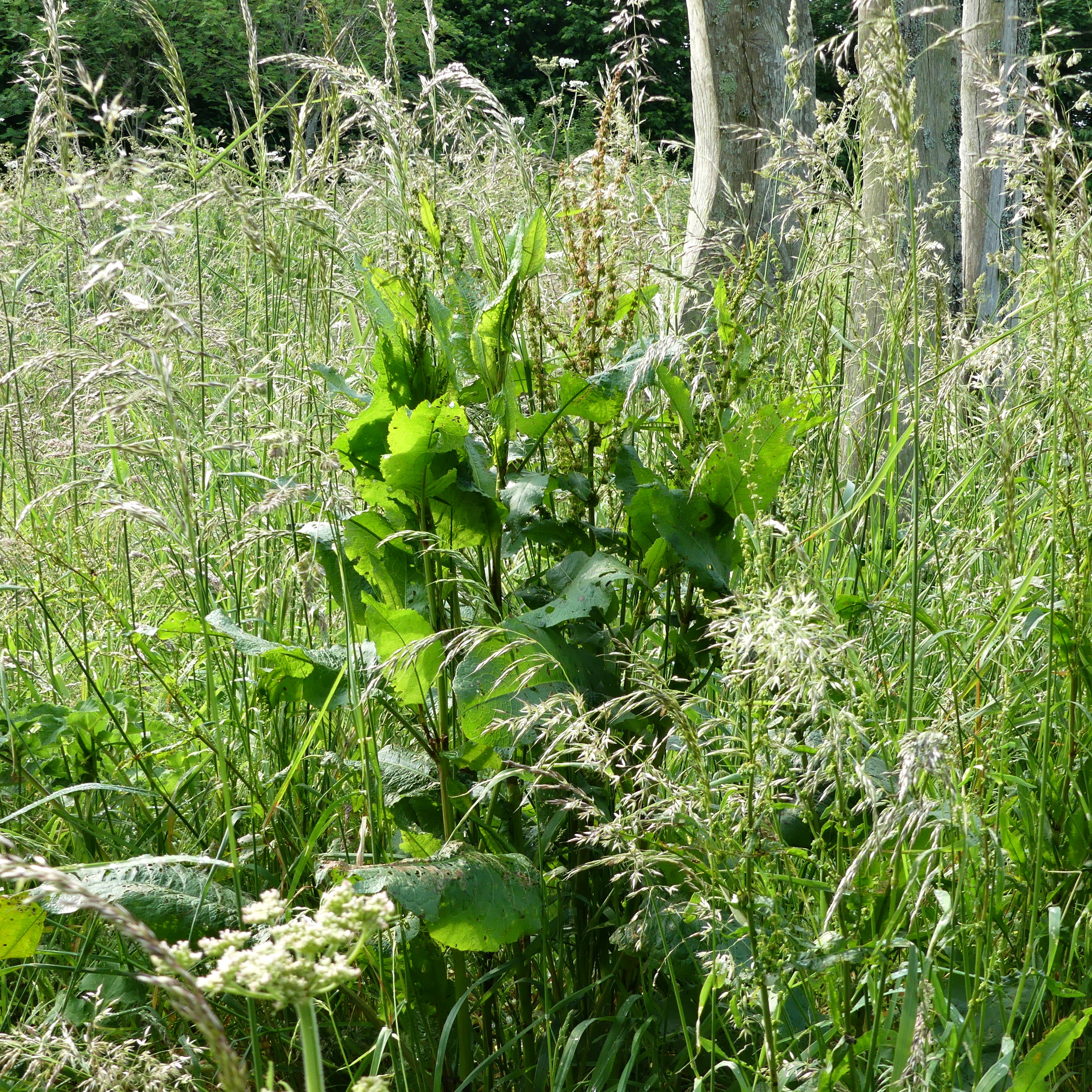 A variety of Dock in flower at Charlton Down Nature Area in Dorset, June 2025