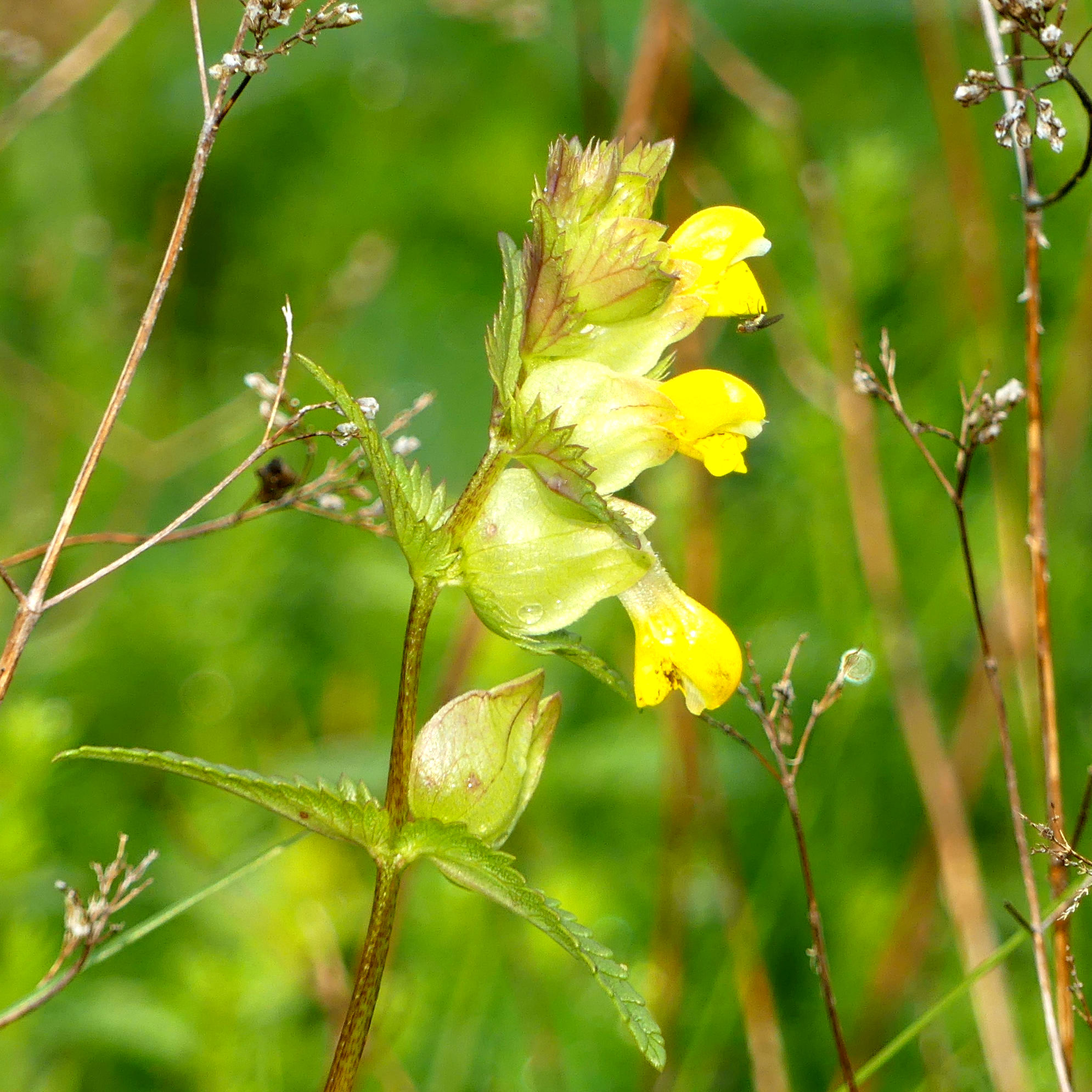 Flowers of Yellow Rattle at Charlton Down Nature Area in Dorset, June 2025