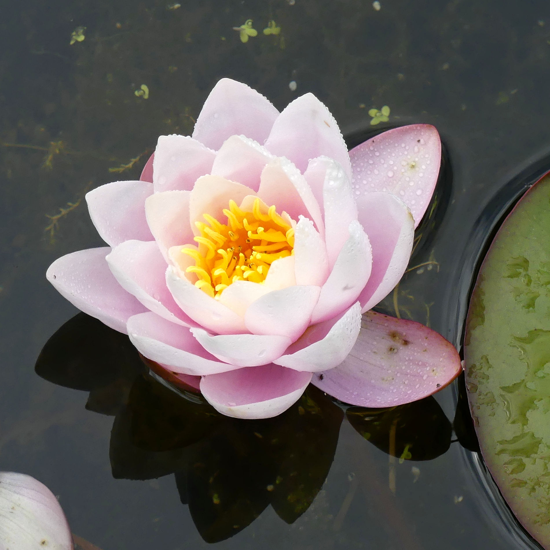 Non-native Pink Waterlily flower in the pond at Charlton Down Nature Area in Dorset, June 2025