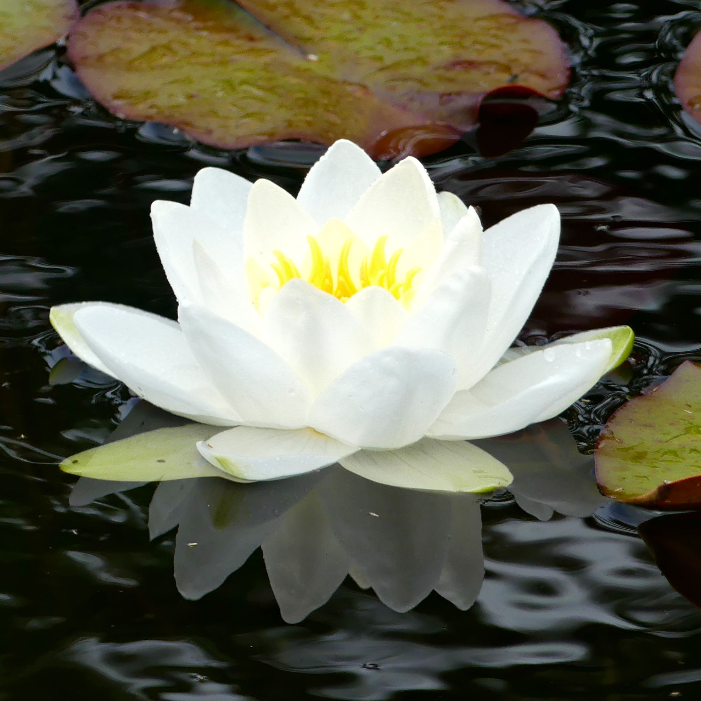Native White Waterlily flower in the pond at Charlton Down Nature Area in Dorset, June 2025