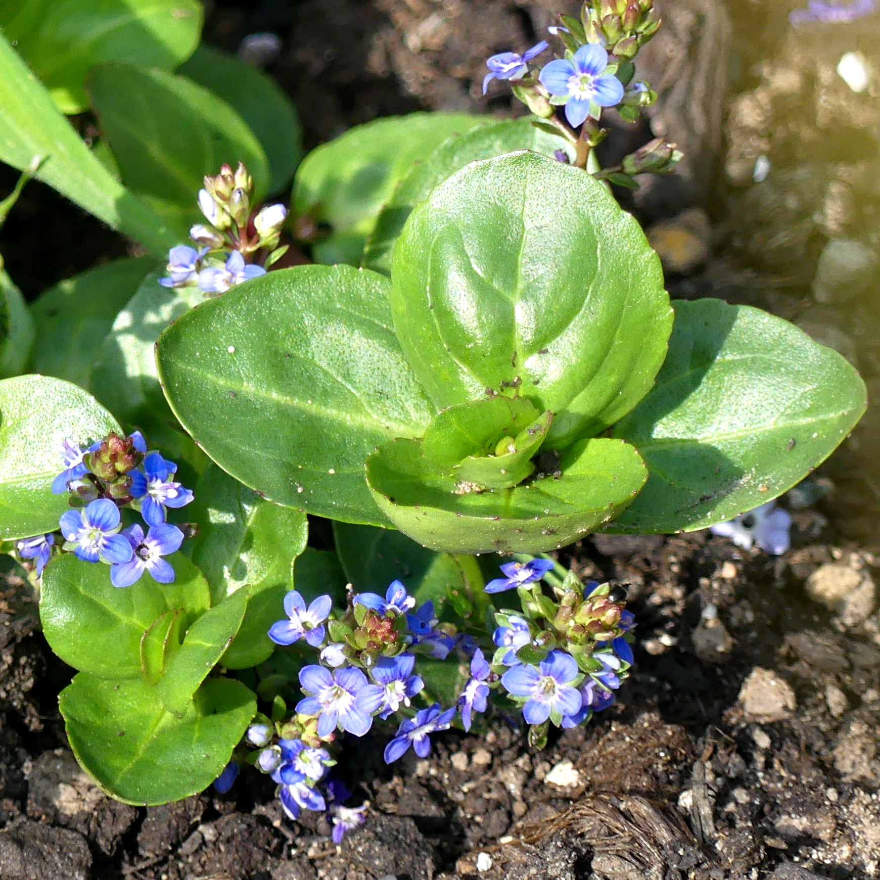 Small blue flowers of Brooklime in the bog habitat at Charlton Down Nature Area in Dorset, June 2025