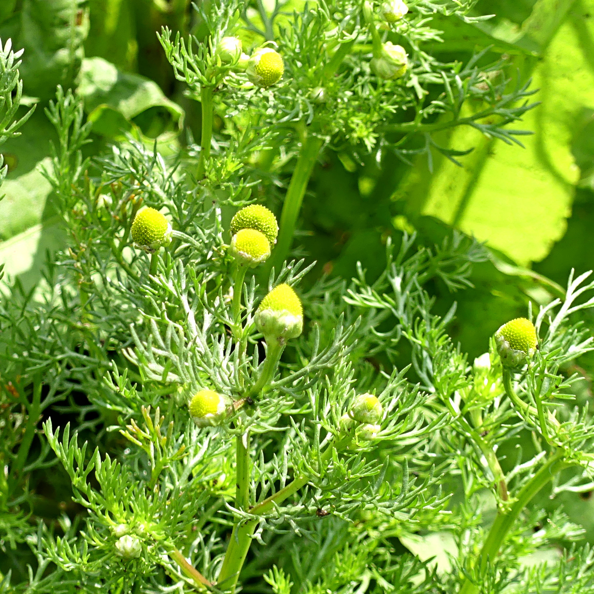 Flowers of Pineapple Mayweed at Charlton Down Nature Area in Dorset, June 2025