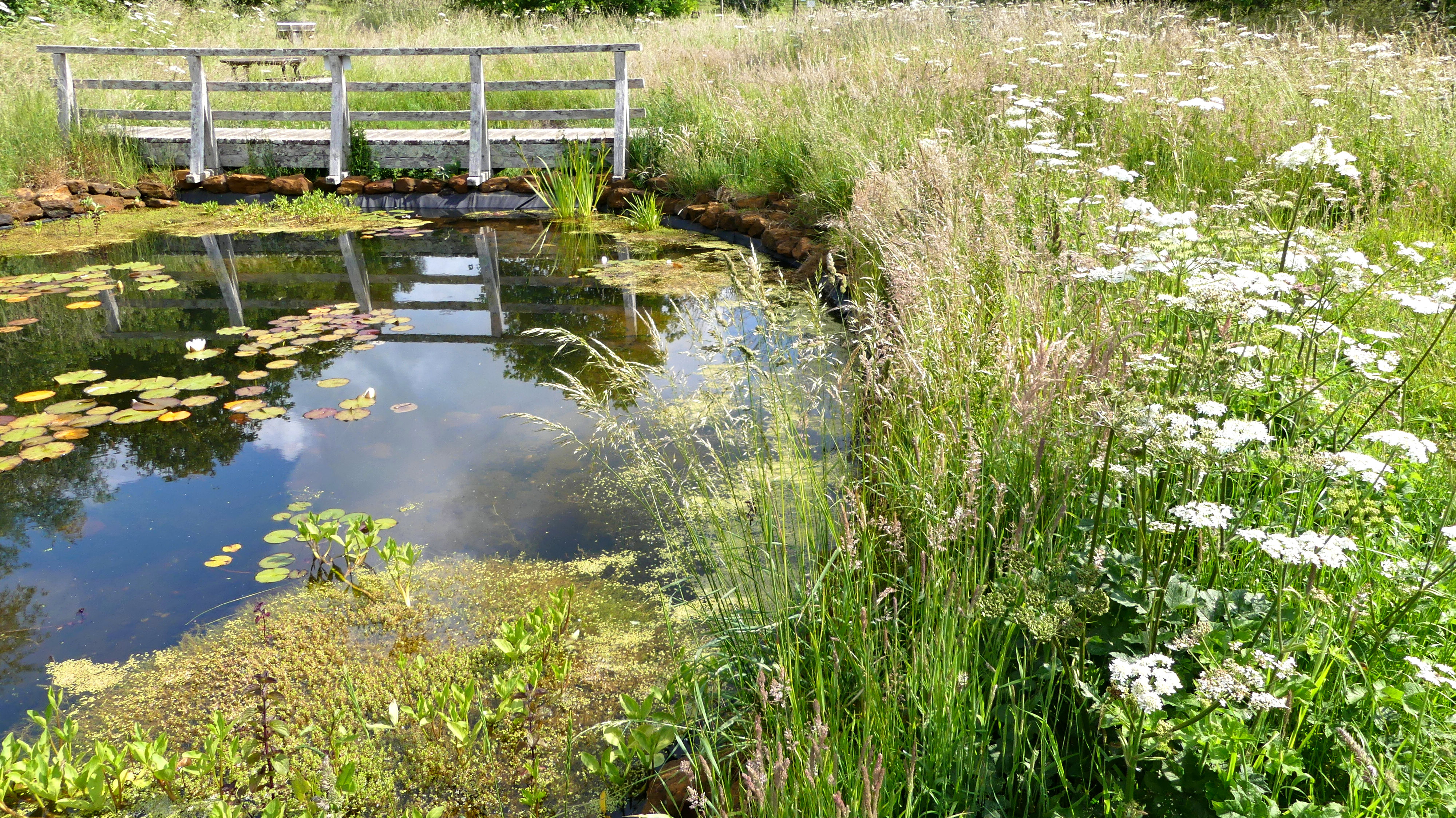 The view from the entrance to Charlton Down Nature Area in Dorset, June 2025
