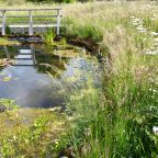 Gallery of June Wildlife