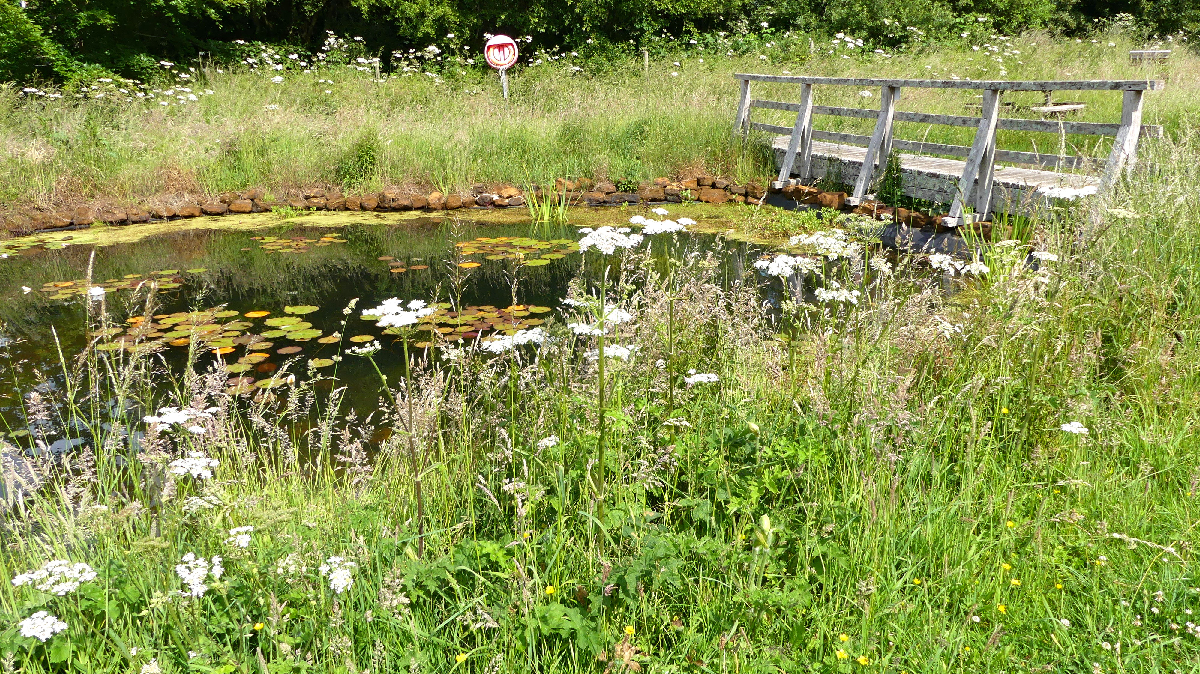Vegetation allowed to grow tall for the first time around the edge of the pond at Charlton Down Nature Area in Dorset, June 2025, to protect and provide extra habitat for wildlife and deter access to the pond edge.