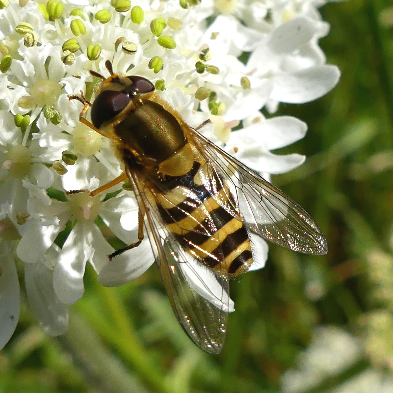 Common Flower Fly (hoverfly) feeding on white Hogweed flowers at Charlton Down Nature Area in Dorset, June 2025