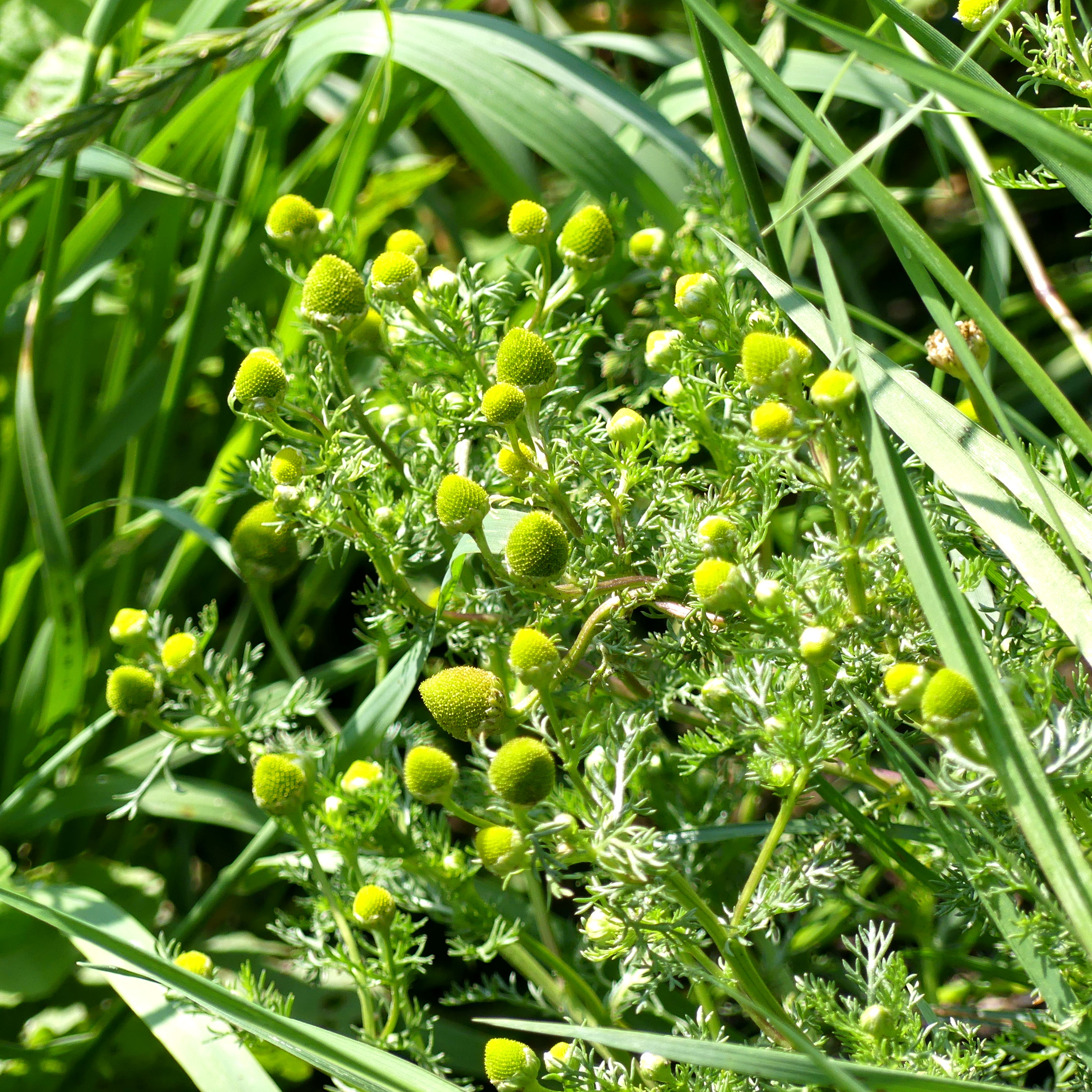 Flowers of Pineapple Mayweed at Charlton Down Nature Area in Dorset, June 2025