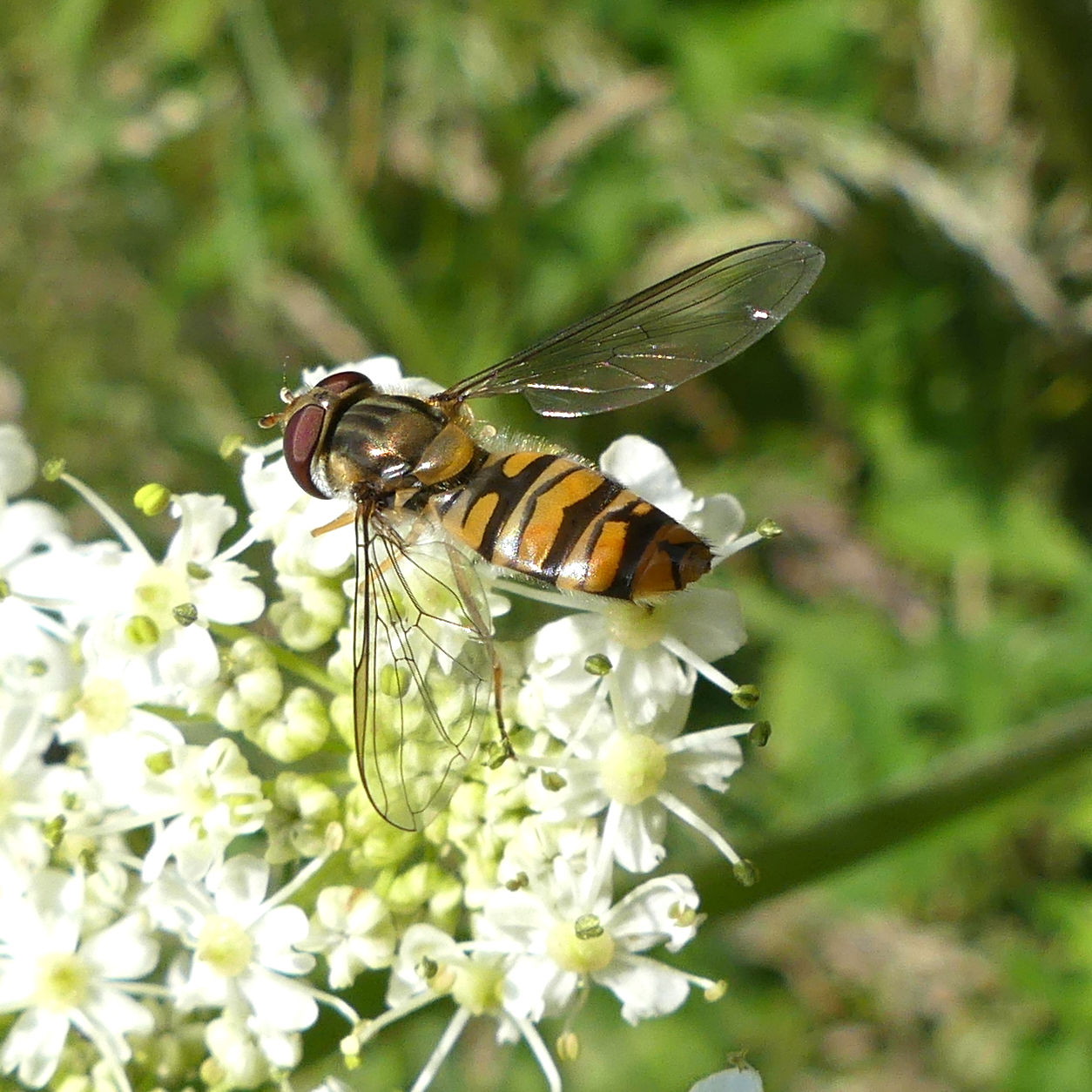 Marmalade Hoverfly feeding on white Hogweed flowers at Charlton Down Nature Area in Dorset, June 2025