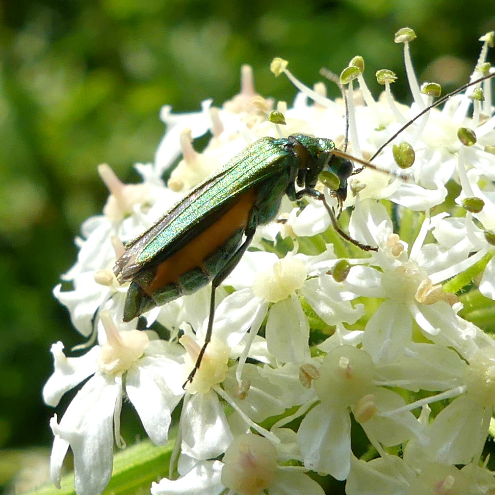 Metallic green female Swollen-thighed Beetle on white Hogweed flowers at Charlton Down Nature Area in Dorset, June 2025