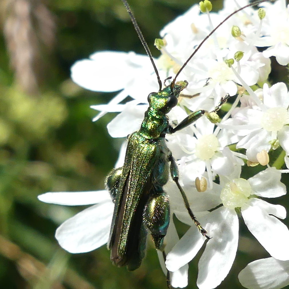 Metallic green male Swollen-thighed Beetle on white Hogweed flowers at Charlton Down Nature Area in Dorset, June 2025