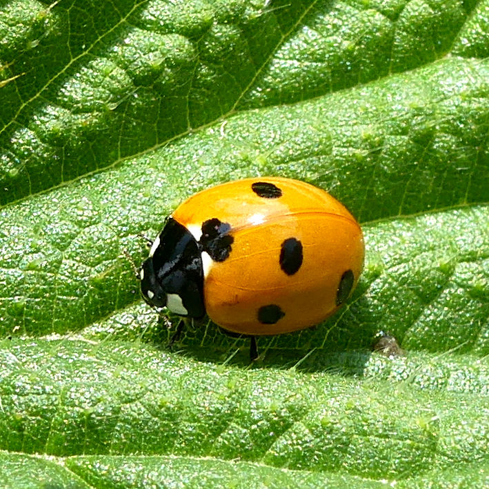 Seven-spot Ladybird on Hogweed seeds at Charlton Down Nature Area in Dorset, June 2025