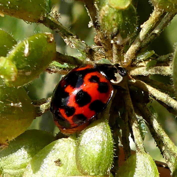 Harlequin Ladybird var, succinea on Hogweed seeds at Charlton Down Nature Area in Dorset, June 2025