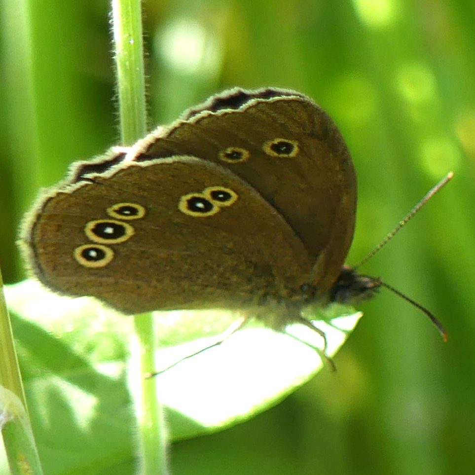 Ringlet Butterfly at Charlton Down Nature Area in Dorset, June 2025