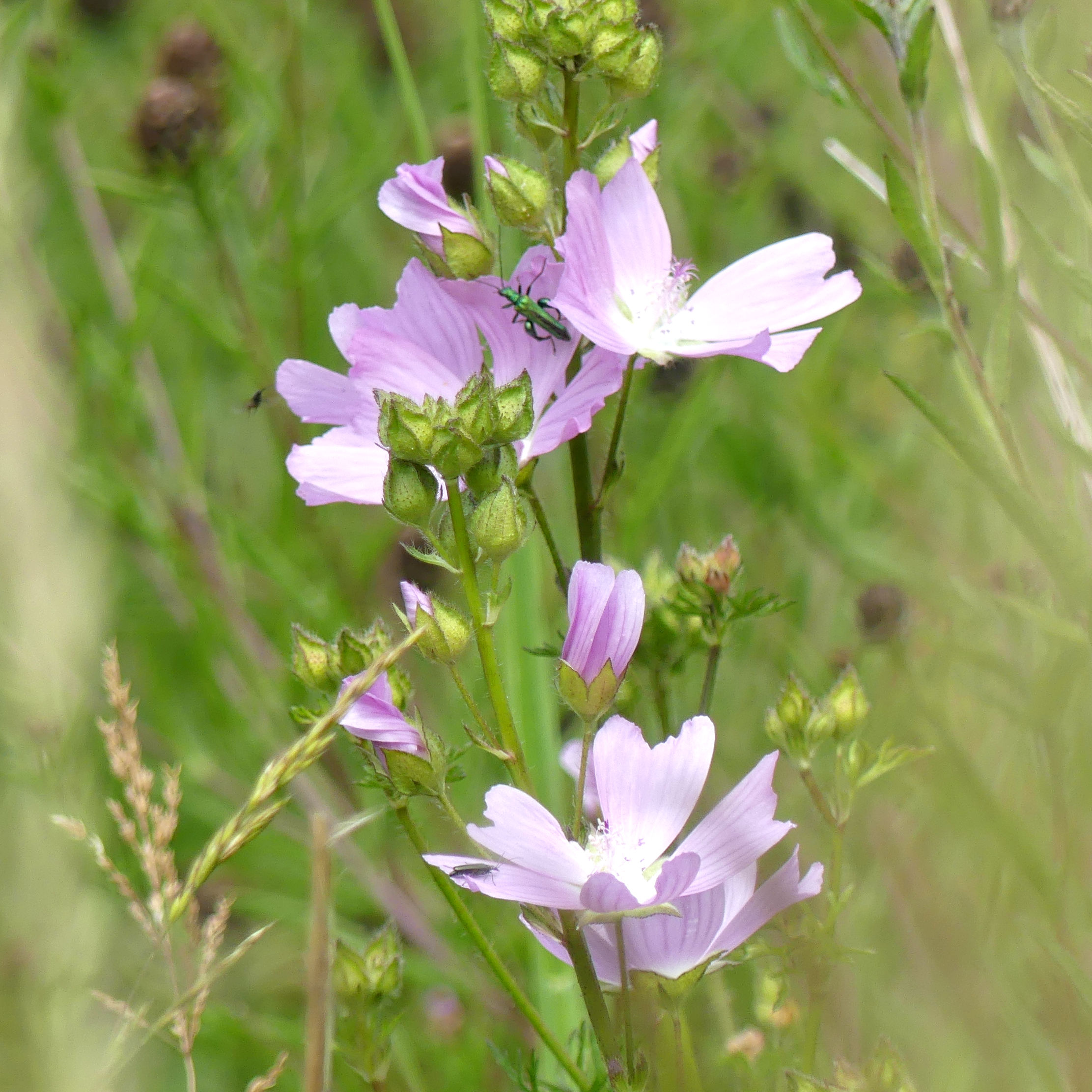 Pale pink Musk Mallow flowers at Charlton Down Nature Area in Dorset, June 2025