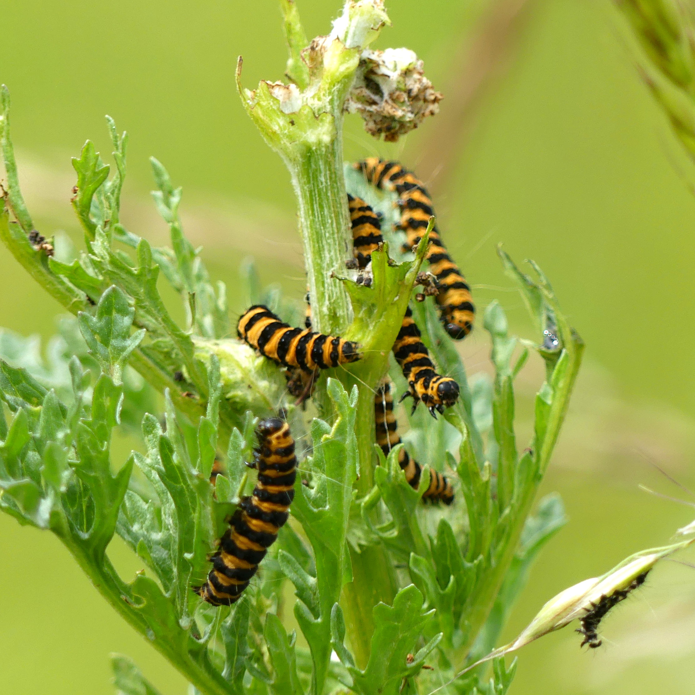 Orange and black striped caterpillars of the Cinnabar Moth feeding on Ragwort at Charlton Down Nature Area in Dorset, June 2025