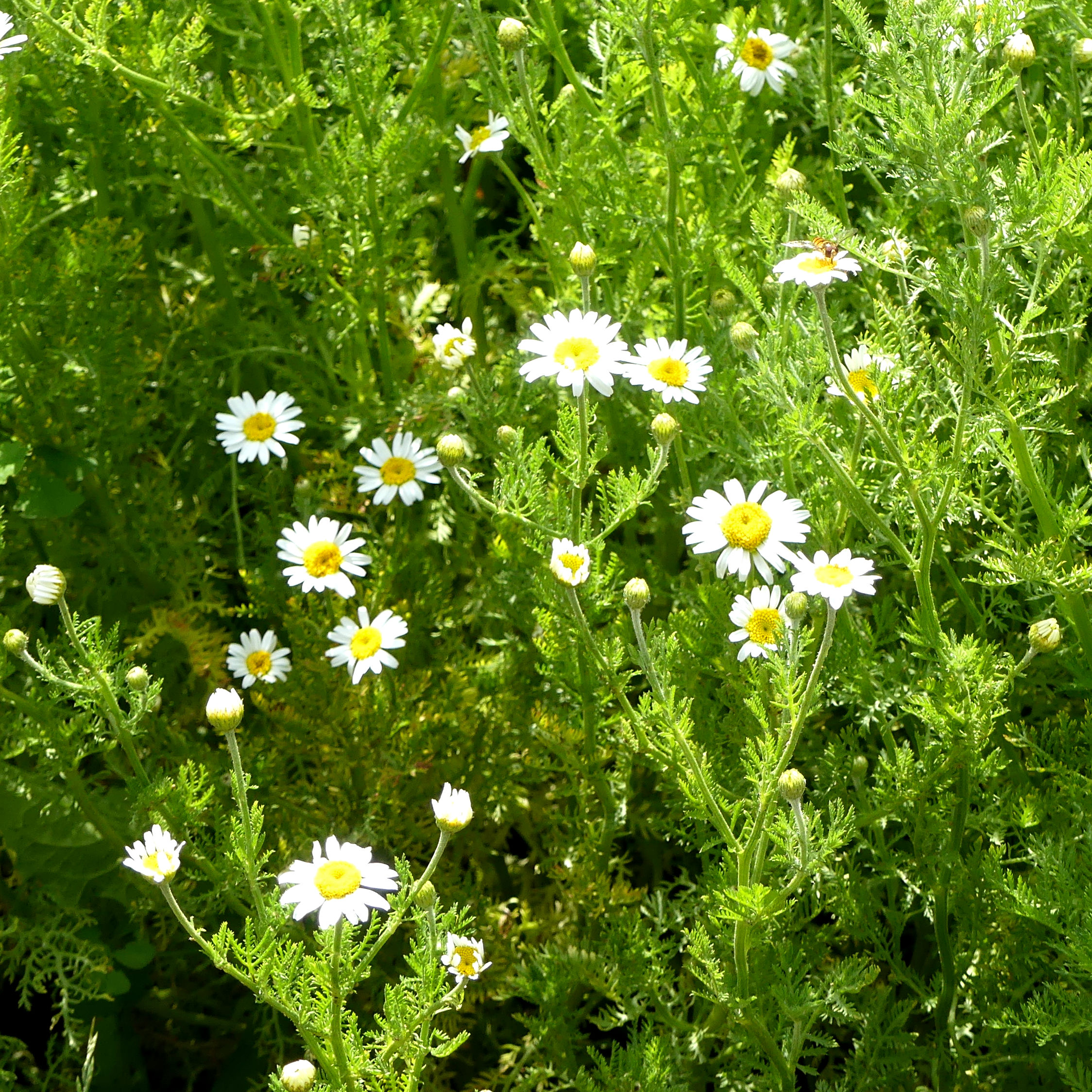 White Corn Chamomile flowers at Charlton Down Nature Area in Dorset, June 2025