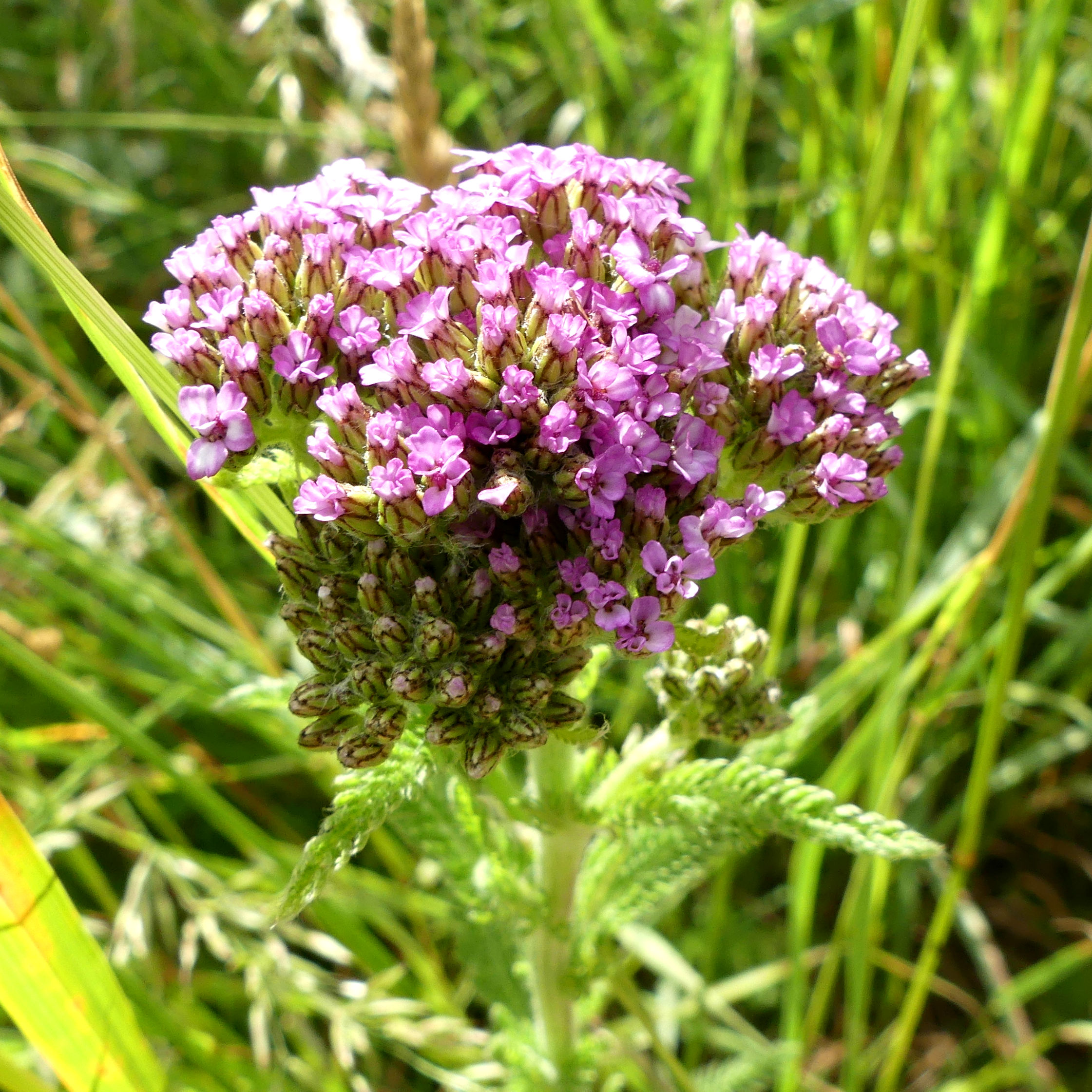 Pink Yarrow flowers at Charlton Down Nature Area in Dorset, June 2025