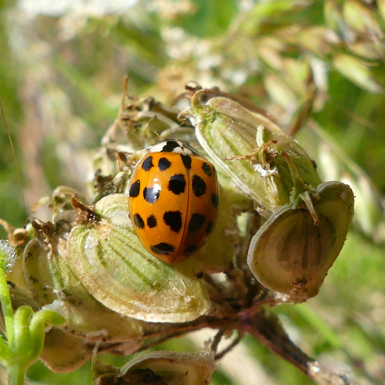 Harlequin Ladybird var, succinea at Charlton Down Nature Area in Dorset, June 2025