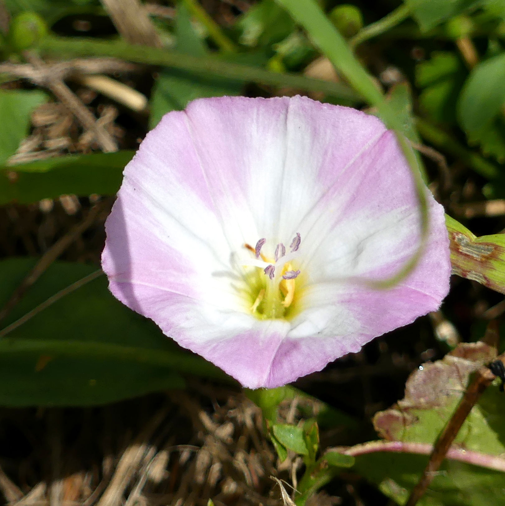 Pink and white flower of Field Bindweed at Charlton Down Nature Area in Dorset, June 2025