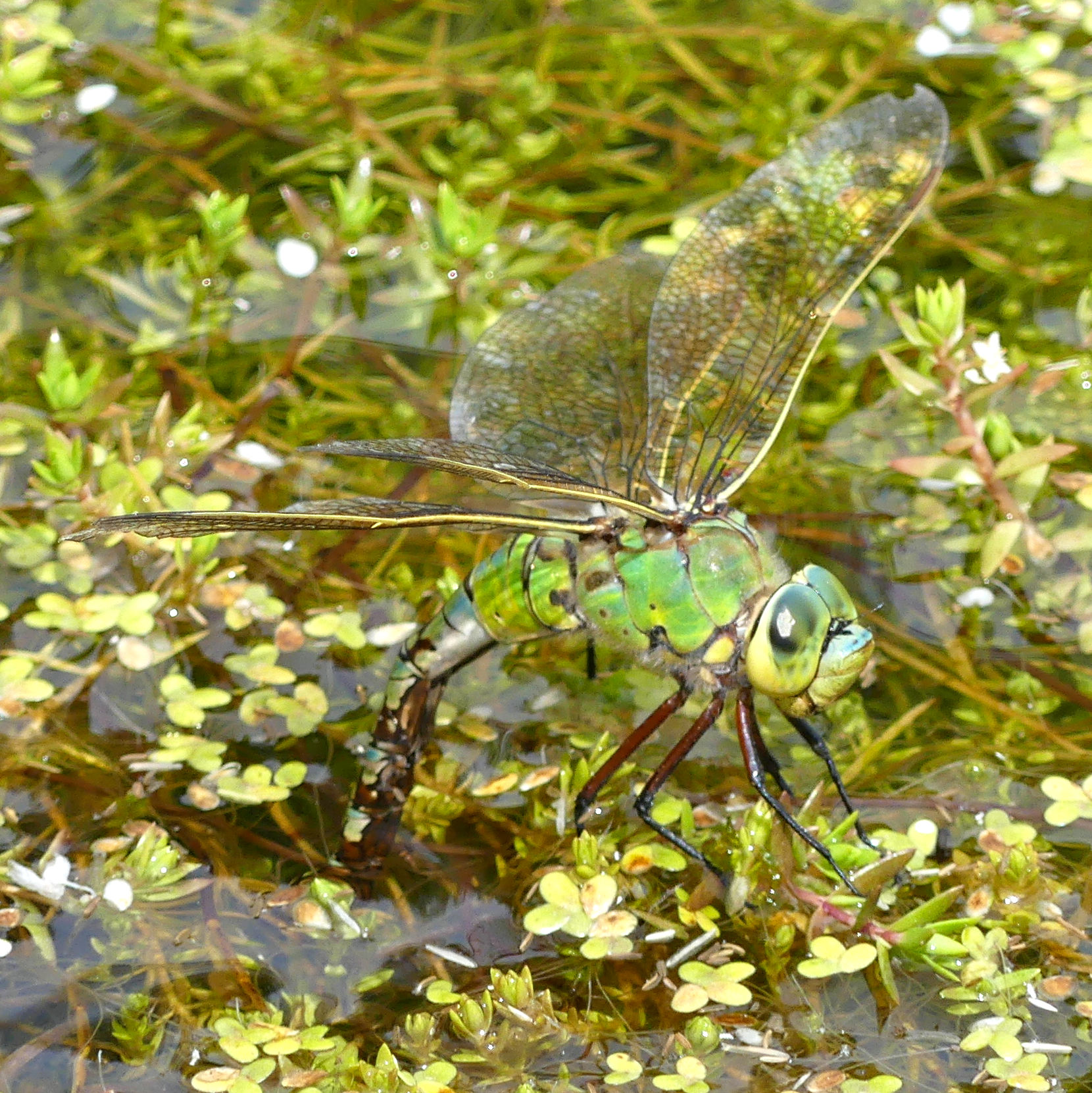 Female Emperor Dragonfly depositing eggs in the pond at Charlton Down Nature Area in Dorset, June 2025