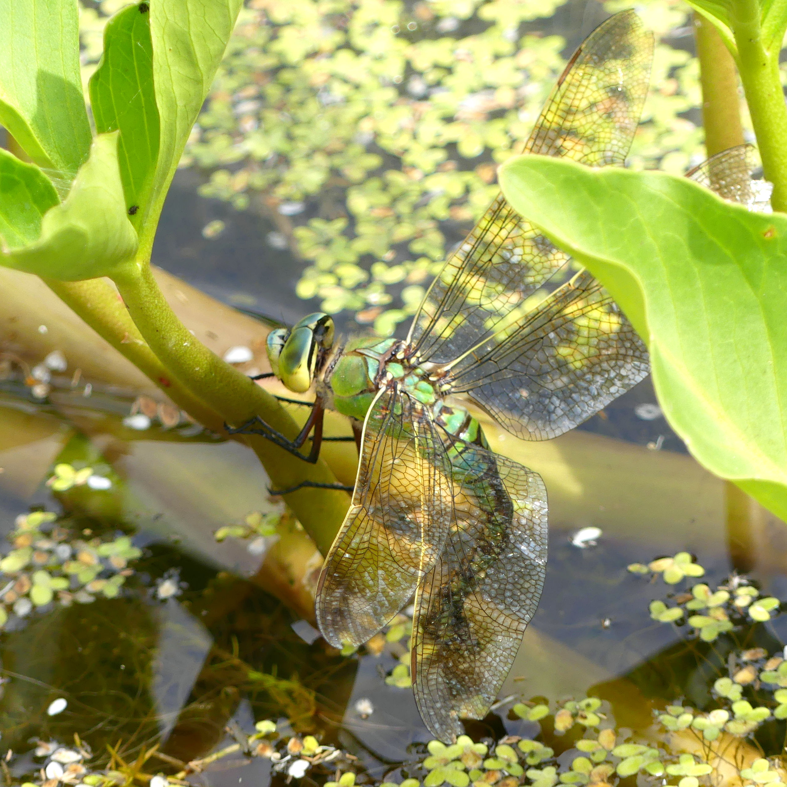 Female Emperor Dragonfly depositing eggs in the pond at Charlton Down Nature Area in Dorset, June 2025