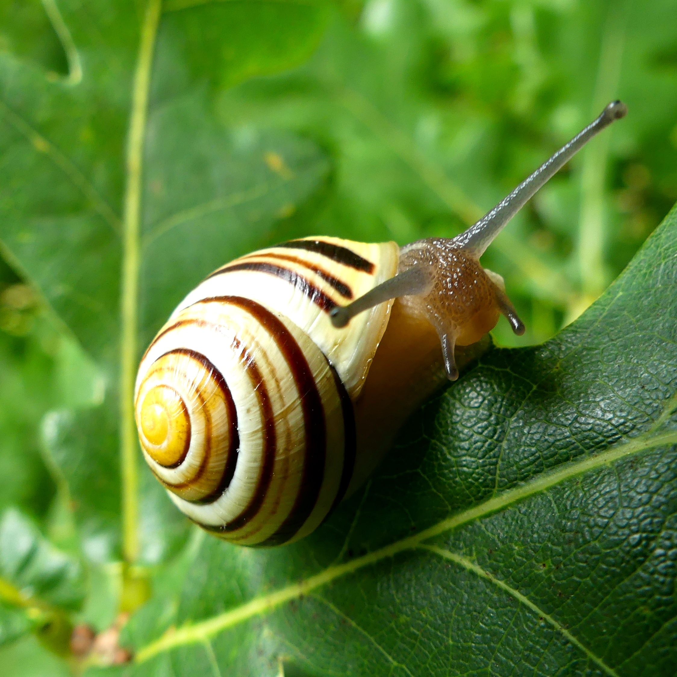 Snail with a striped shell at Charlton Down Nature Area in Dorset, June 2025