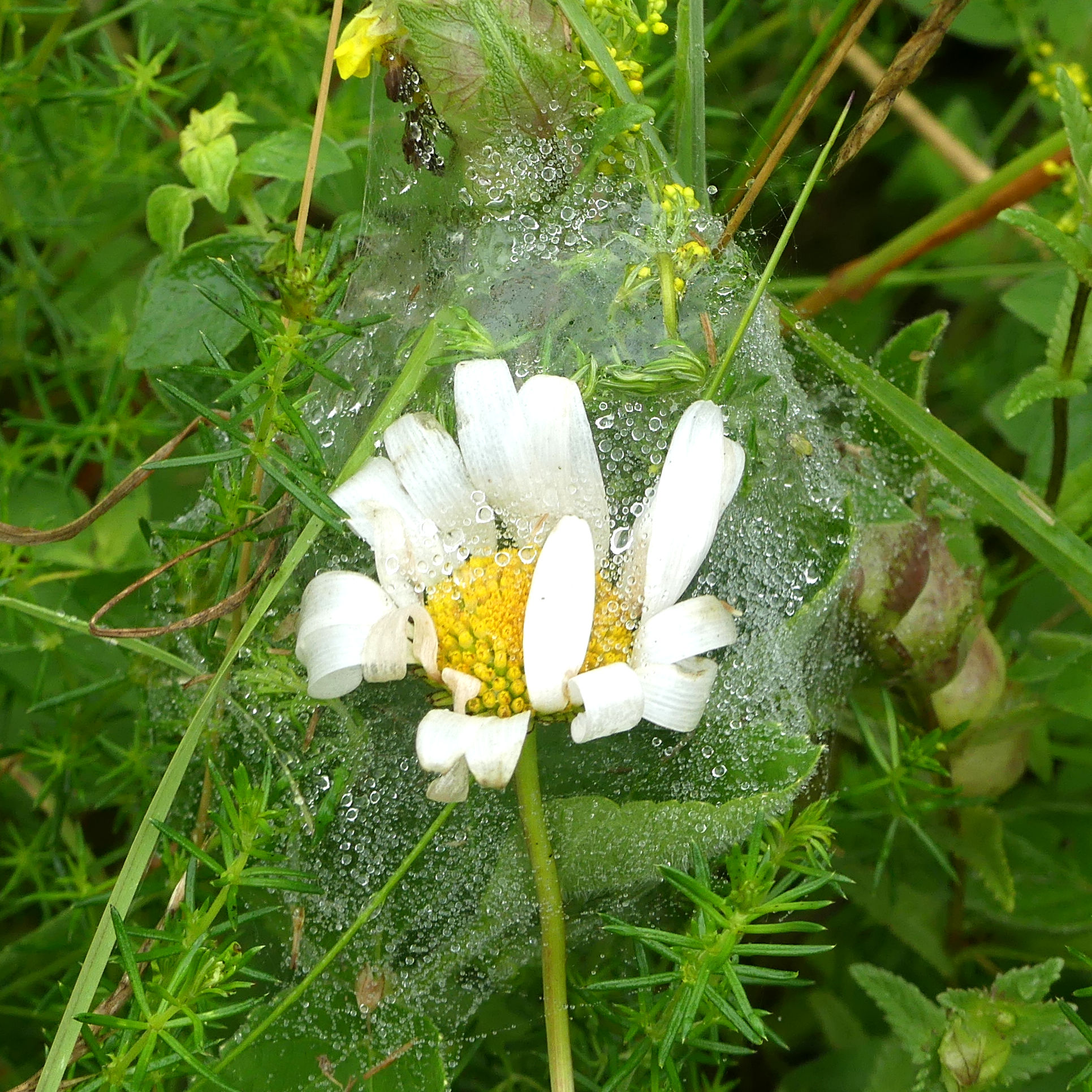 Dew drop covered silk of a Nursery Web Spider over an oxeye daisy flower at Charlton Down Nature Area in Dorset, June 2025