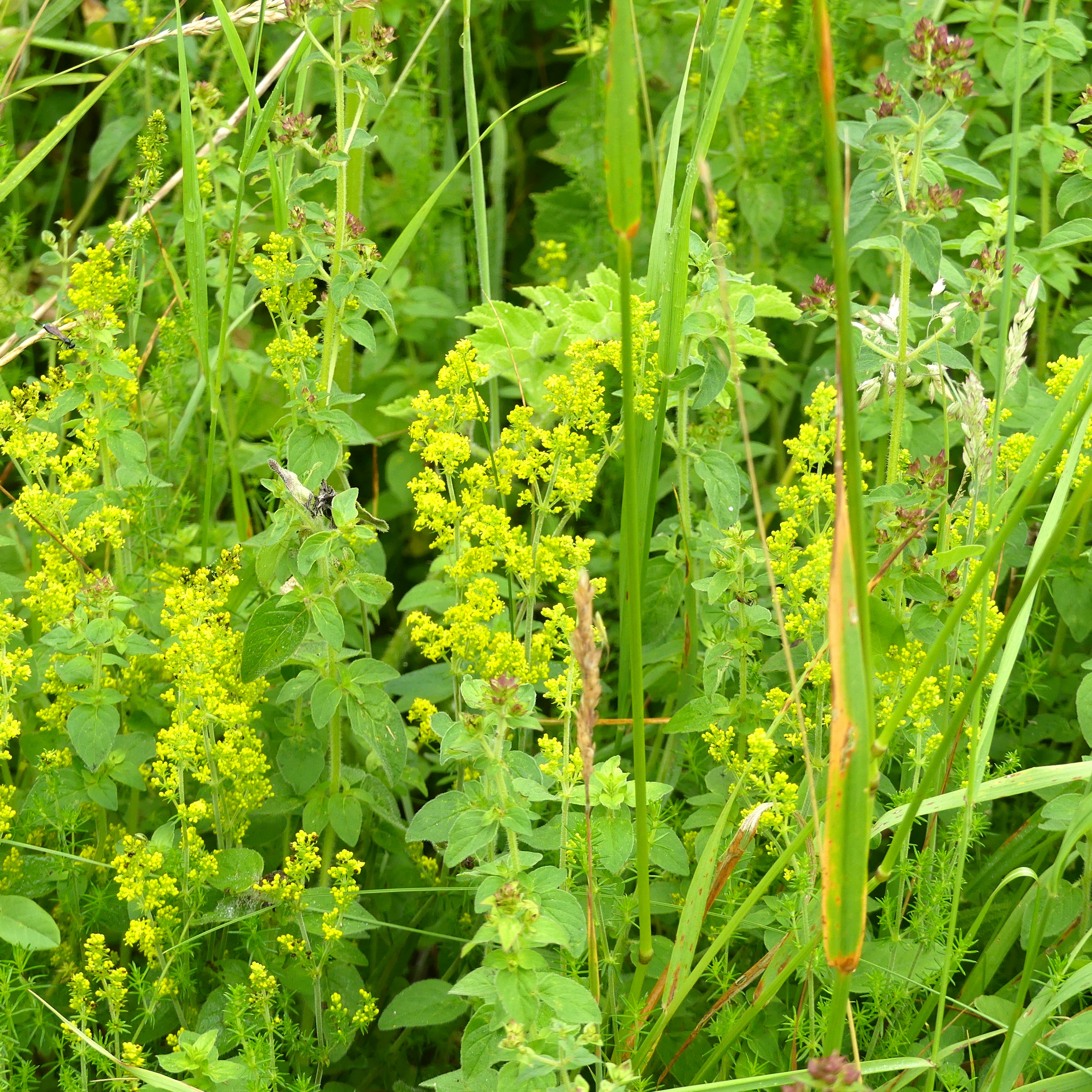 Yellow flowers of Lady's Bedstraw at Charlton Down Nature Area in Dorset, June 2025