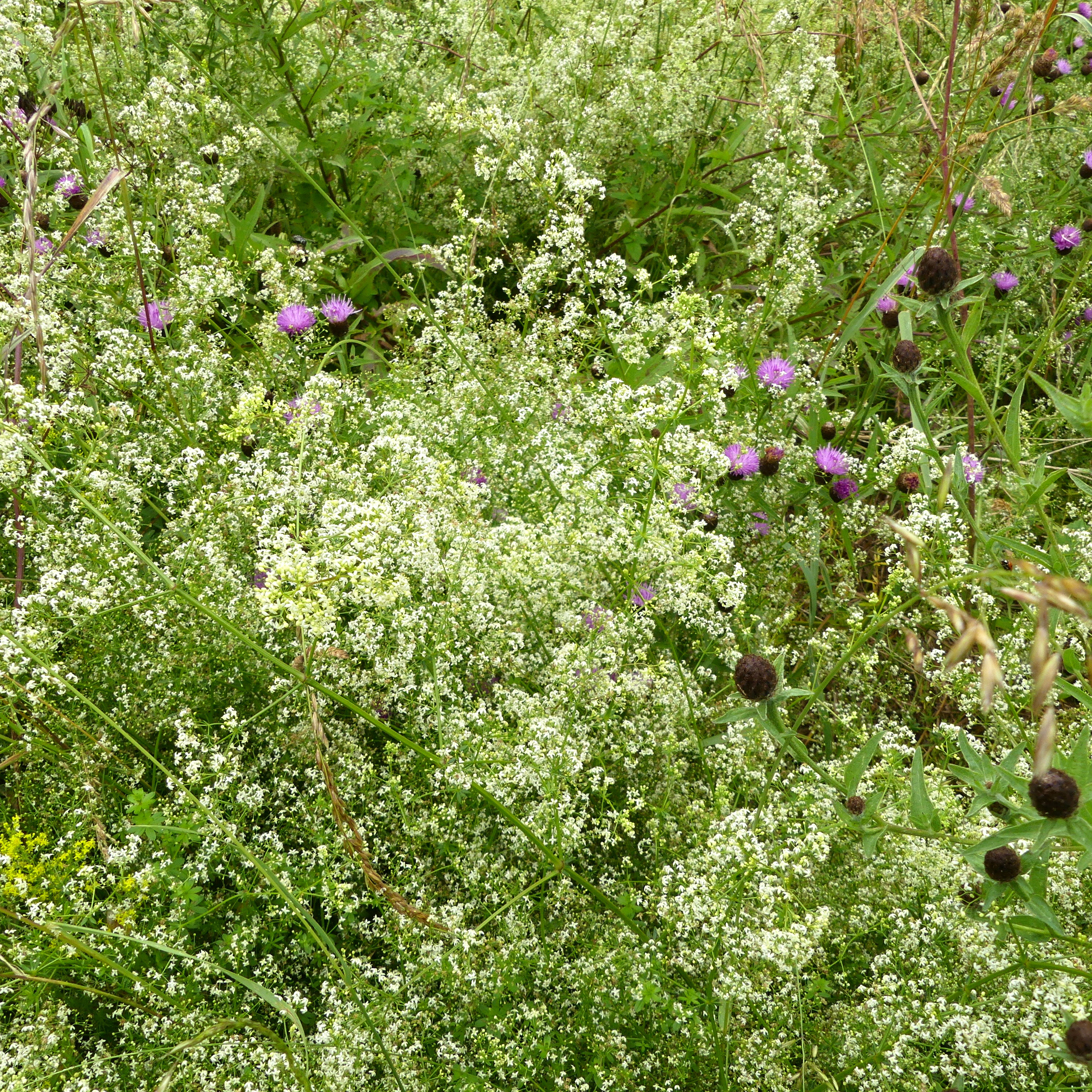White flowers of Hedge Bedstraw at Charlton Down Nature Area in Dorset, June 2025