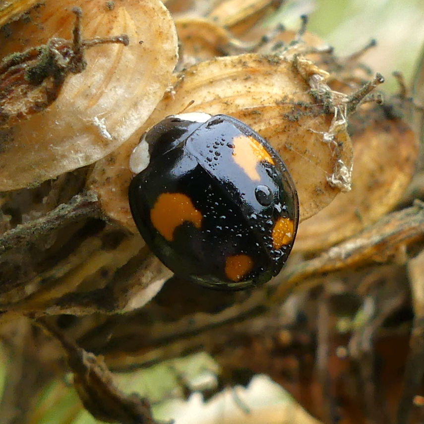 Harlequin Ladybird var. succines on hogweed flowers at Charlton Down Nature Area in Dorset, June 2025