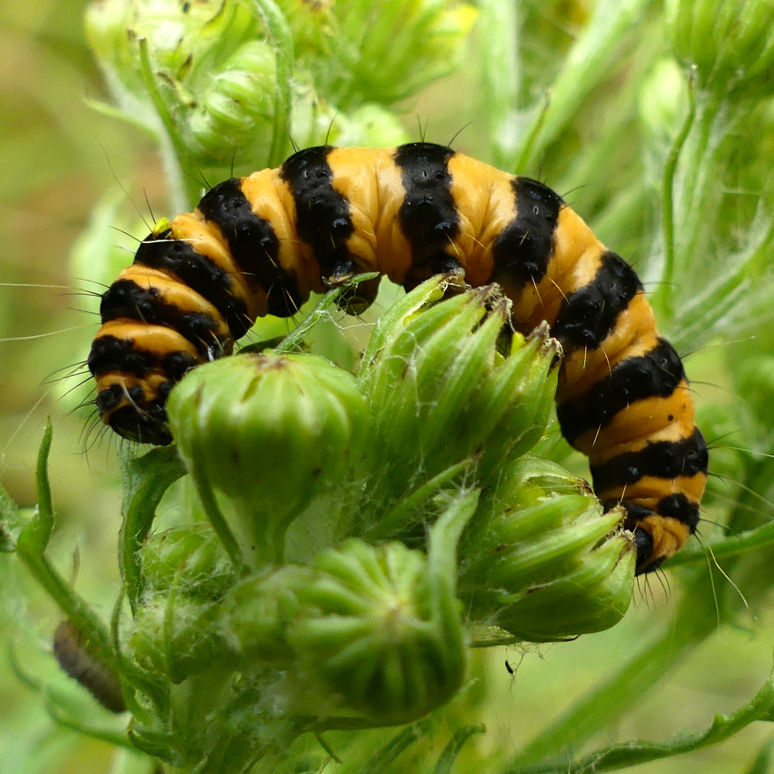 Cinnabar Moth caterpillar on hogweed flowers at Charlton Down Nature Area in Dorset, June 2025