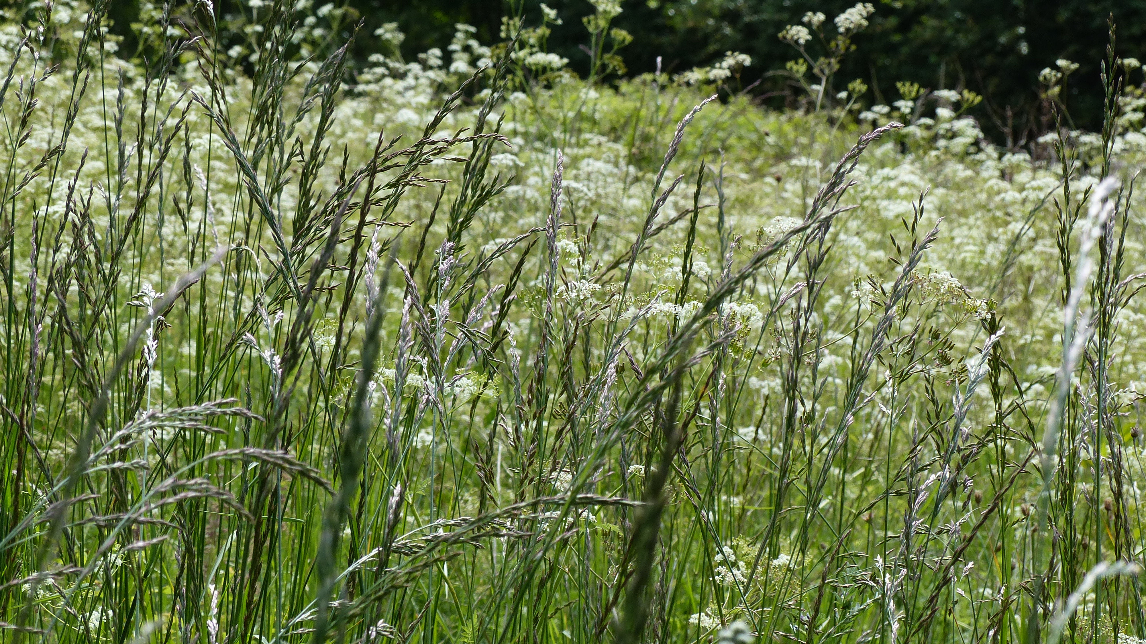 Grasses in flower (rye grass) at Charlton Down Nature Area in Dorset, June 2025